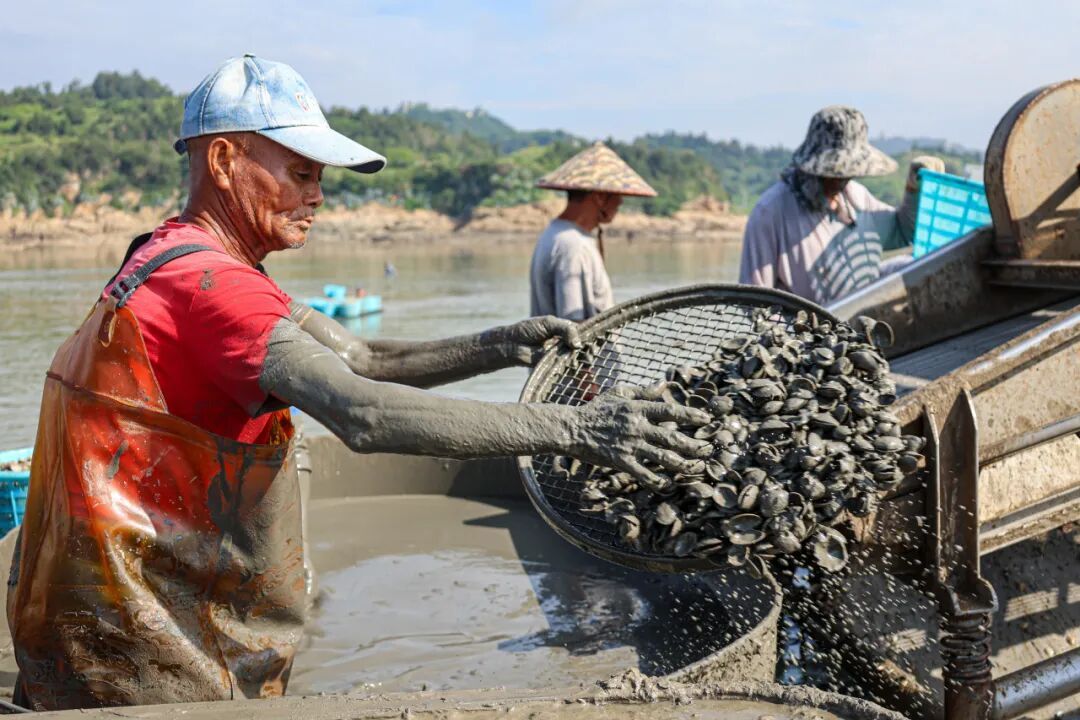 连江花蛤采收正当时,夏日餐桌海味鲜(图5) 连江花蛤采收正当时,夏日餐桌海味鲜(图5)