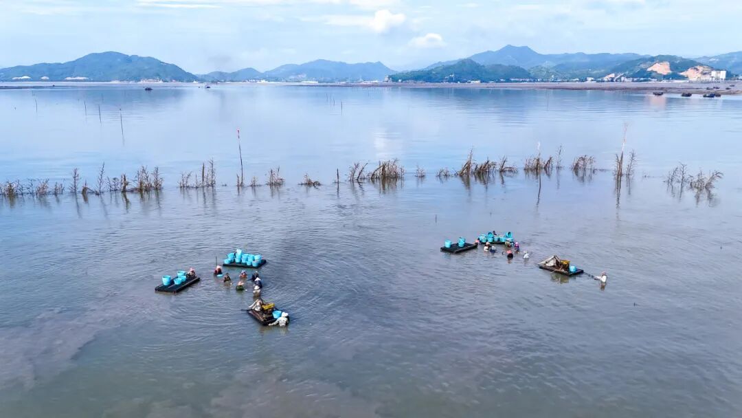 连江花蛤采收正当时,夏日餐桌海味鲜(图7) 连江花蛤采收正当时,夏日餐桌海味鲜(图7)