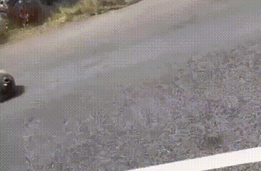 澳大利亚网红象海豹尼尔:四处堵路砸门,当地居民又爱又怕(图2) 澳大利亚网红象海豹尼尔:四处堵路砸门,当地居民又爱又怕(图2)