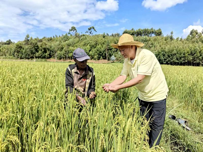中国农技员在卢旺达指导水稻播种 助农户增产