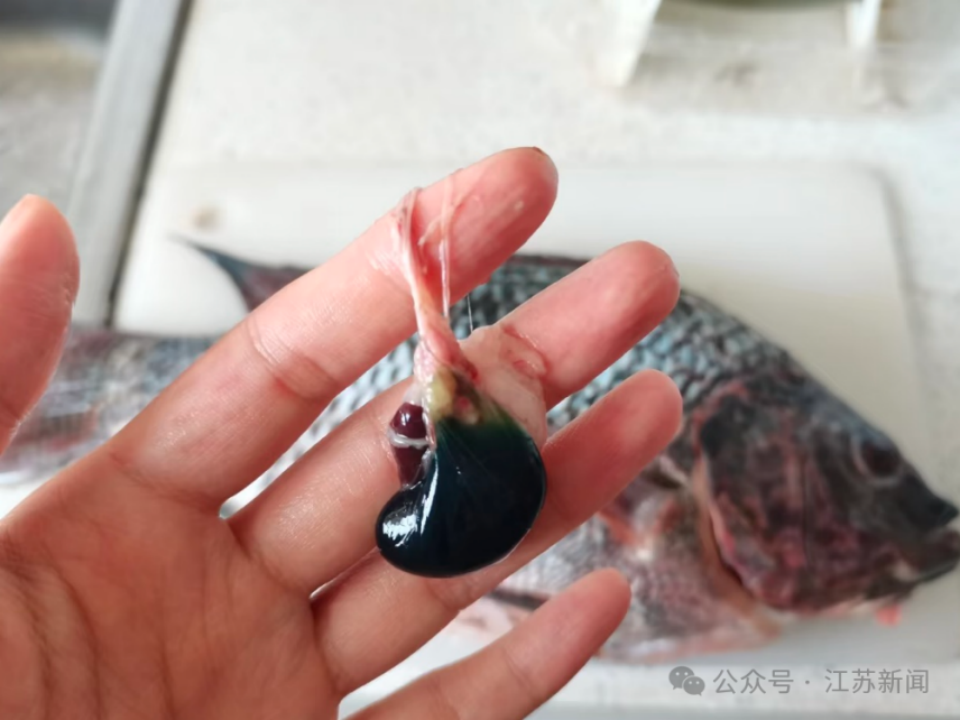 鱼汤变毒汤！鱼胆破了比砒霜还毒，千万别隔夜喝(图3)