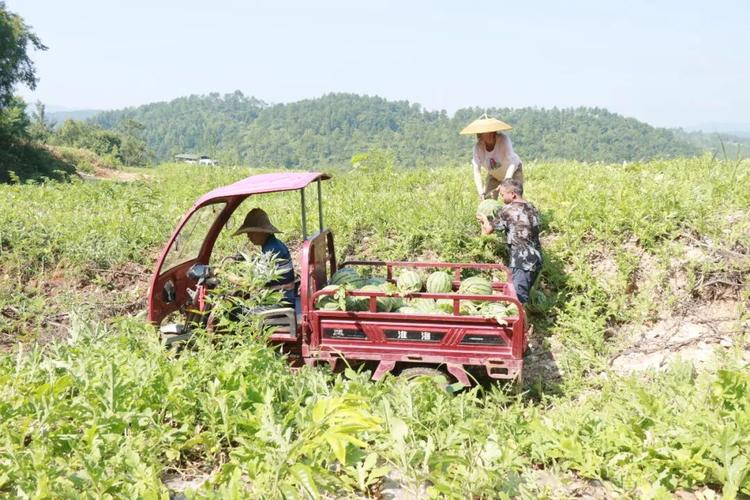 种锥栗年入两万，福建老农靠富硒山地脱贫