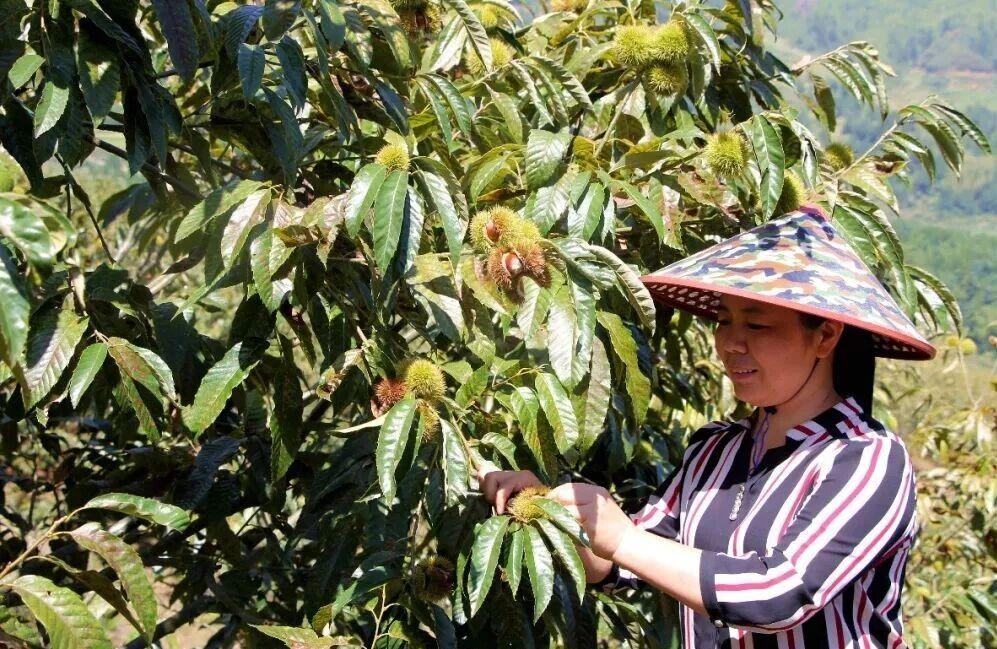 闽东山区种锥栗，老农年入两万，这种致富路你也能走