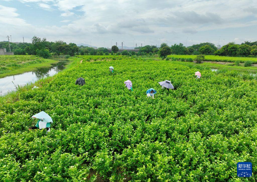 福州茉莉花茶非遗工坊开放体验,茶旅融合新玩法(图1) 福州茉莉花茶非遗工坊开放体验,茶旅融合新玩法(图1)