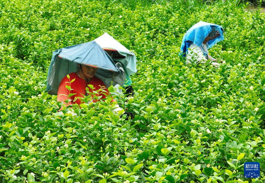 福州茉莉花茶非遗工坊开放体验,茶旅融合新玩法(图2) 福州茉莉花茶非遗工坊开放体验,茶旅融合新玩法(图2)