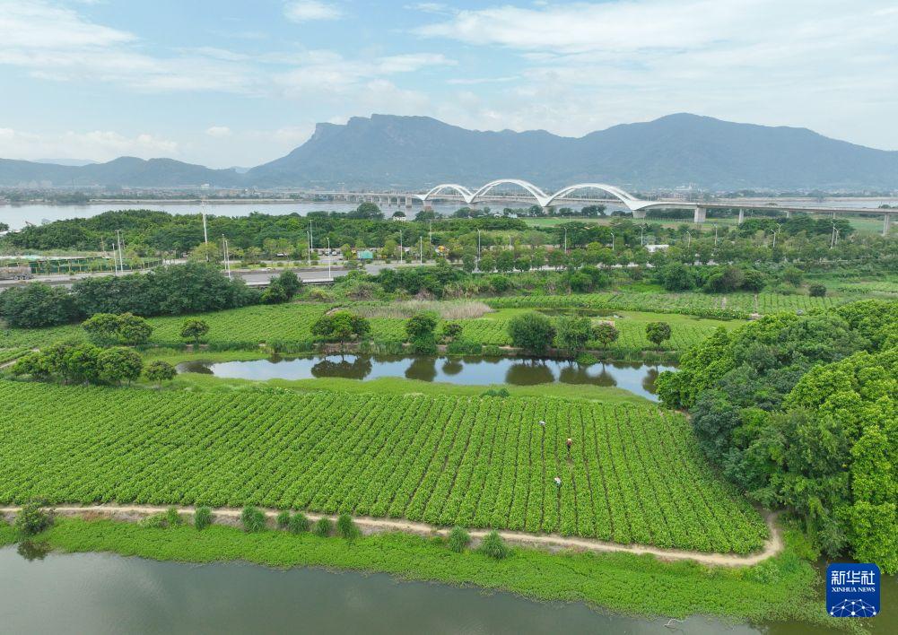 福州茉莉花茶非遗工坊开放体验,茶旅融合新玩法(图3) 福州茉莉花茶非遗工坊开放体验,茶旅融合新玩法(图3)