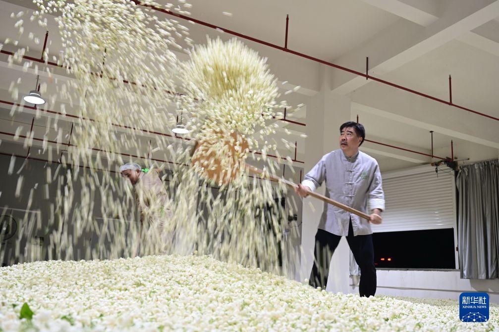 福州茉莉花茶非遗工坊开放体验,茶旅融合新玩法(图5) 福州茉莉花茶非遗工坊开放体验,茶旅融合新玩法(图5)