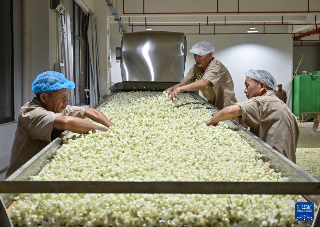福州茉莉花茶非遗工坊开放体验,茶旅融合新玩法(图6) 福州茉莉花茶非遗工坊开放体验,茶旅融合新玩法(图6)