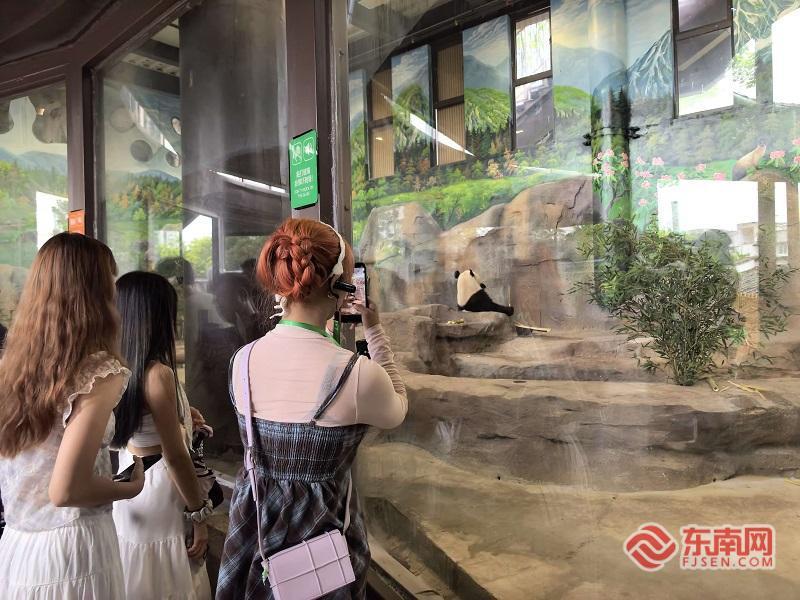 台湾青年来福建看熊猫、打巧固球，暑期两岸交流热翻天(图3)