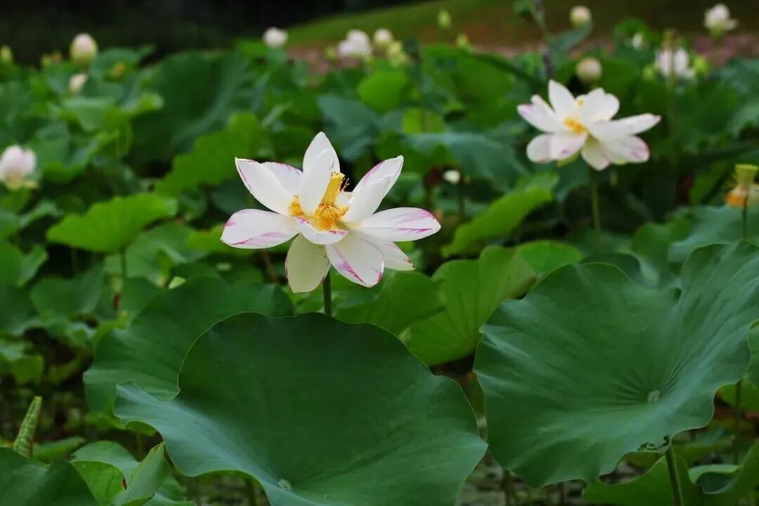 七月赏荷正当时,微山红莲惊艳绽放(图6) 七月赏荷正当时,微山红莲惊艳绽放(图6)