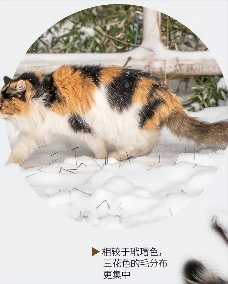 揭秘:是什么给猫咪画上独一无二的皮毛?基因与色素的秘密(图11) 揭秘:是什么给猫咪画上独一无二的皮毛?基因与色素的秘密(图11)