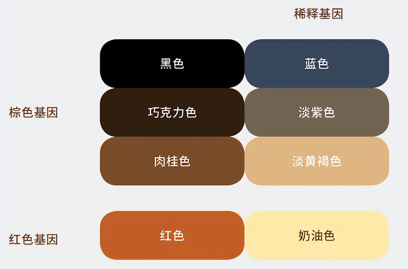 揭秘:是什么给猫咪画上独一无二的皮毛?基因与色素的秘密(图5) 揭秘:是什么给猫咪画上独一无二的皮毛?基因与色素的秘密(图5)