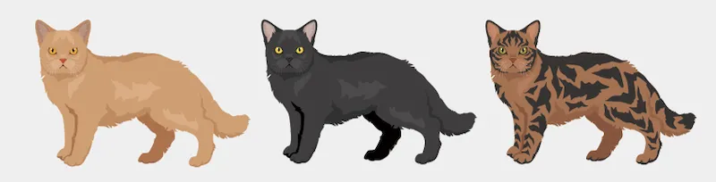 揭秘:是什么给猫咪画上独一无二的皮毛?基因与色素的秘密(图7) 揭秘:是什么给猫咪画上独一无二的皮毛?基因与色素的秘密(图7)