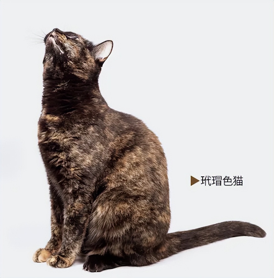 揭秘:是什么给猫咪画上独一无二的皮毛?基因与色素的秘密(图8) 揭秘:是什么给猫咪画上独一无二的皮毛?基因与色素的秘密(图8)