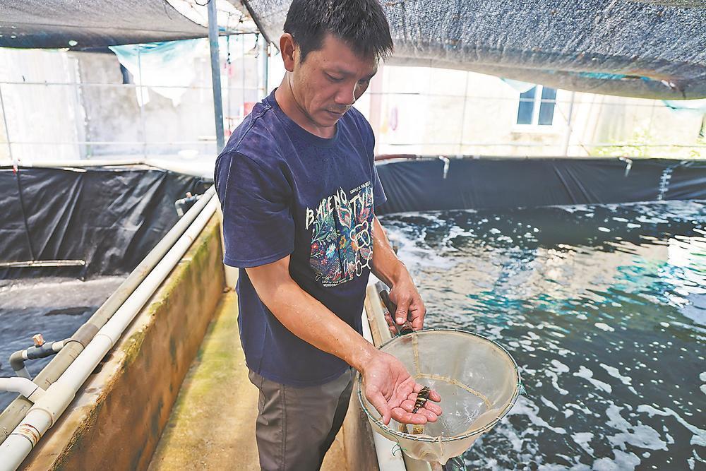 台青在福建养石斑鱼,高温下鱼苗长得欢,养殖技术有门道(图1) 台青在福建养石斑鱼,高温下鱼苗长得欢,养殖技术有门道(图1)