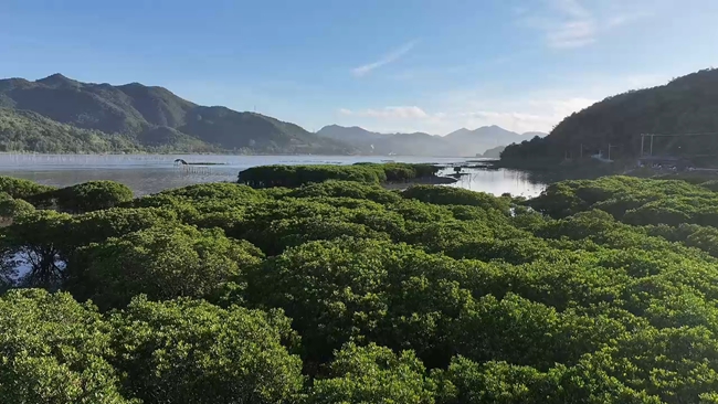 红树林保护行动：了解生态价值，参与滨海湿地修复(图4)
