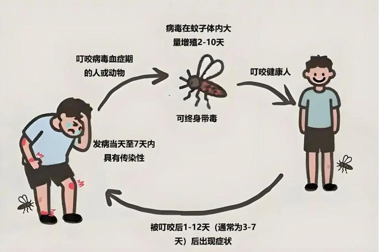 国庆后小心这些传染病!基孔肯雅热、登革热、流感等防护指南(图2) 国庆后小心这些传染病!基孔肯雅热、登革热、流感等防护指南(图2)