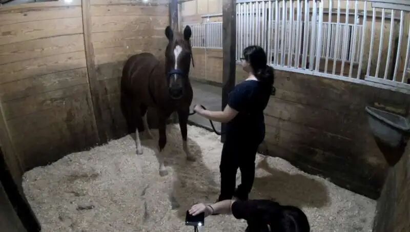 福州宠物鸟福利引关注:飞行权关乎鹦鹉心理健康(图7) 福州宠物鸟福利引关注:飞行权关乎鹦鹉心理健康(图7)