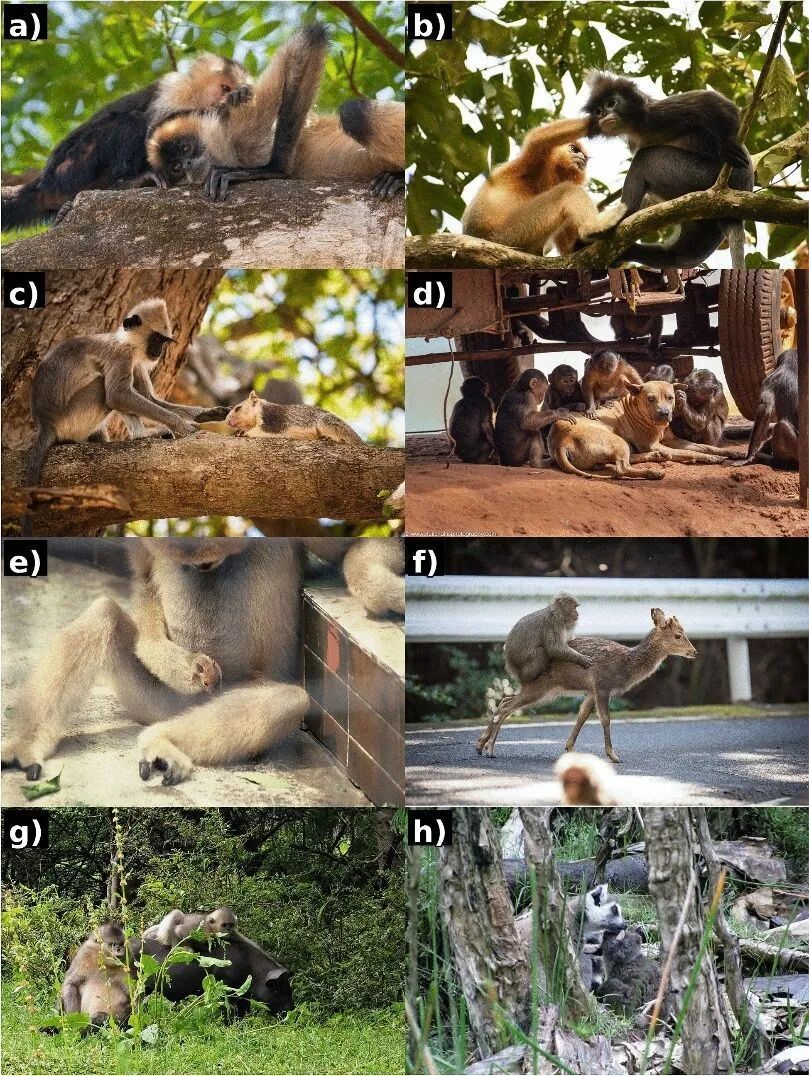 猴子也养宠物?跨物种交往427起,13次死亡结局(图2) 猴子也养宠物?跨物种交往427起,13次死亡结局(图2)