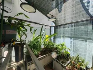重庆盛夏阳台植物易挂?这些招教你让宝贝安然度夏(图1) 福州阳台夏日绿植养护指南:四招助你守住盛夏生机(图1)