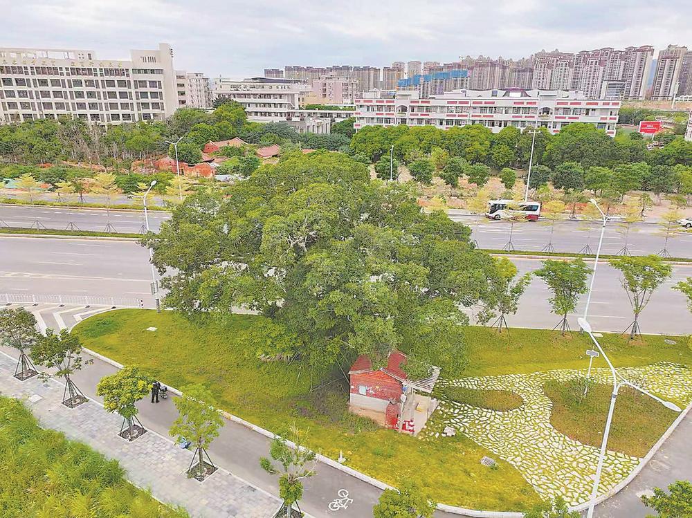 福建城市更新:古树成网红打卡点,市民幸福感UP(图2) 福建城市更新:古树成网红打卡点,市民幸福感UP(图2)