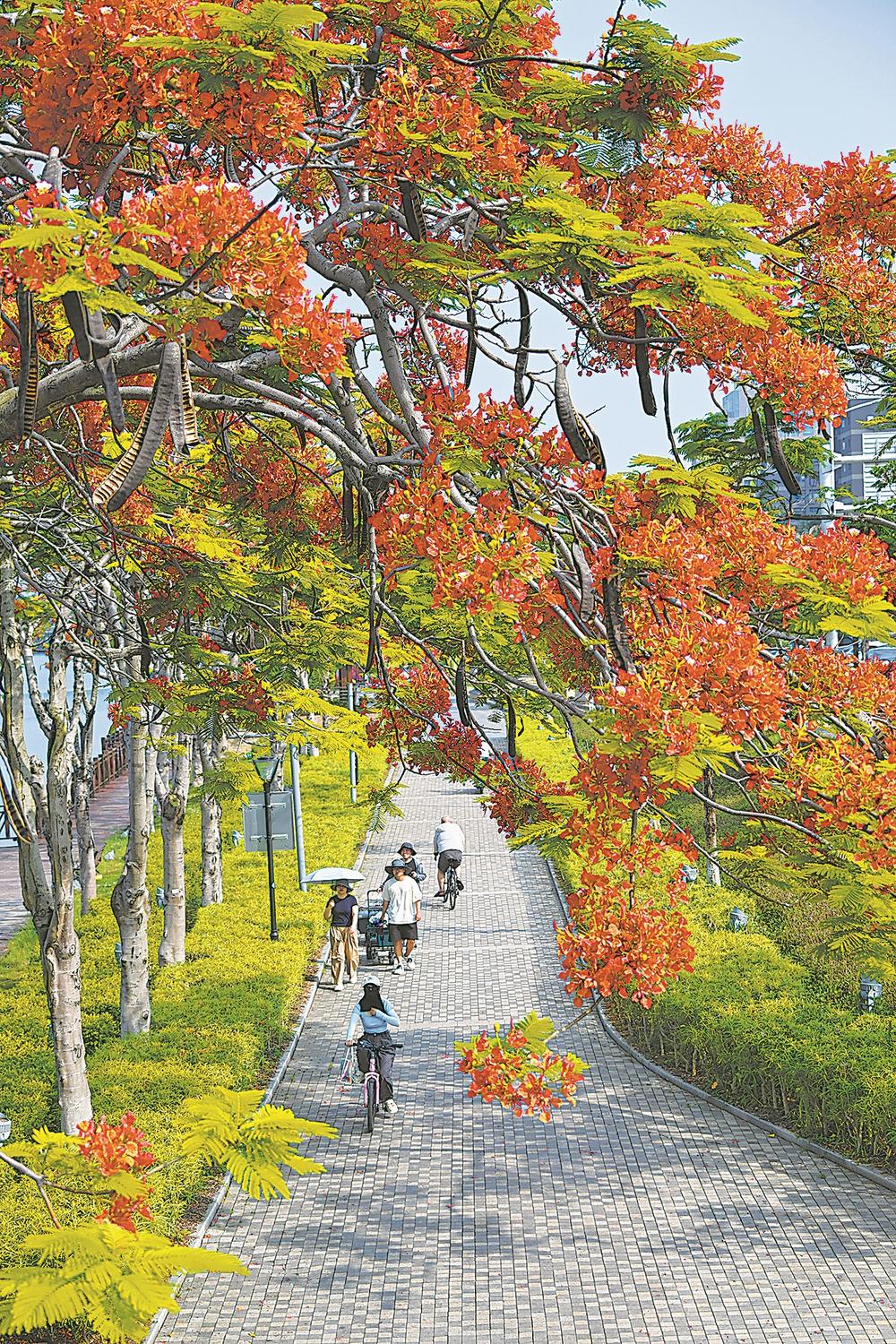 福建城市更新:古树成网红打卡点,市民幸福感UP(图3) 福建城市更新:古树成网红打卡点,市民幸福感UP(图3)