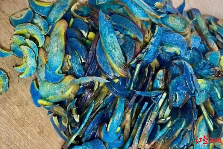误食野生菌中毒频发,云南毒菌超200种,警惕见手青(图1) 误食野生菌中毒频发,云南毒菌超200种,警惕见手青(图1)