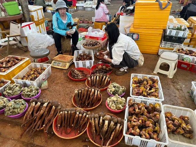 误食野生菌中毒频发,云南毒菌超200种,警惕见手青(图2) 误食野生菌中毒频发,云南毒菌超200种,警惕见手青(图2)