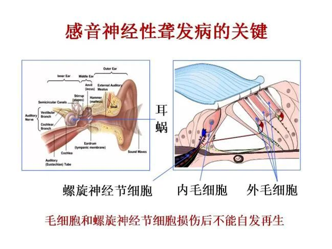 蝉鸣4小时竟致听力损伤?医生提醒:超过这个分贝就要当心(图3) 蝉鸣4小时竟致听力损伤?医生提醒:超过这个分贝就要当心(图3)