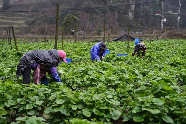 福州周宁：高山党参与林下经济绘就生态致富新图景(图2)