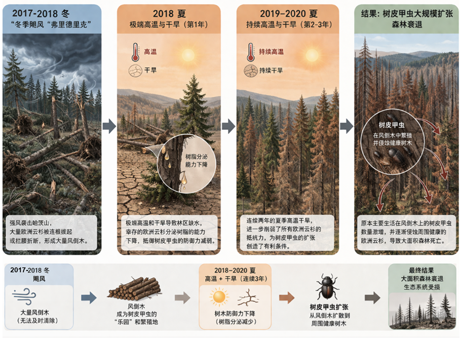 德国云杉林成片死亡,单一树种种植的生态代价(图5) 德国云杉林成片死亡,单一树种种植的生态代价(图5)