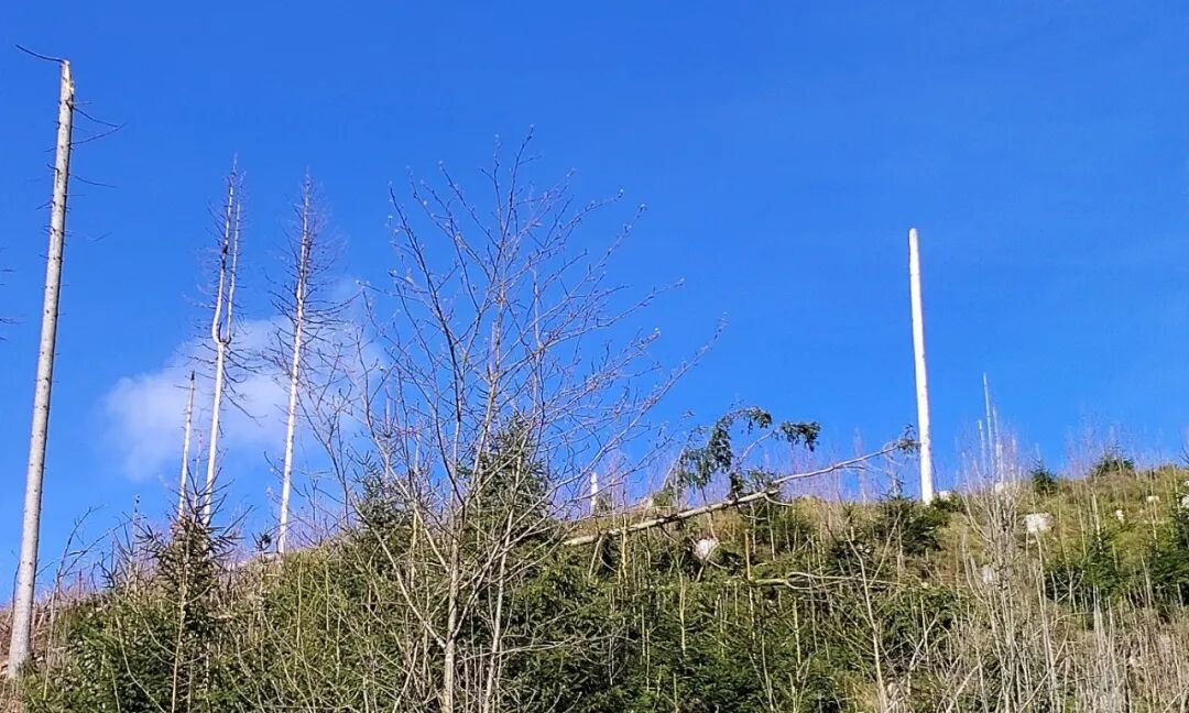 德国云杉林成片死亡,单一树种种植的生态代价(图7) 德国云杉林成片死亡,单一树种种植的生态代价(图7)
