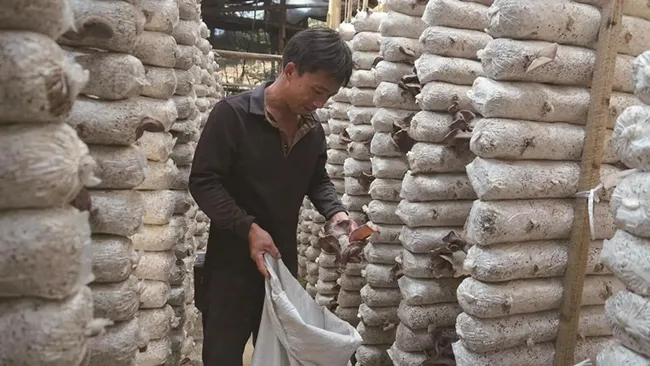 福州辐射圈里的亿元菌业样本：大田武陵乡毛木耳智能化跃升记(图1)