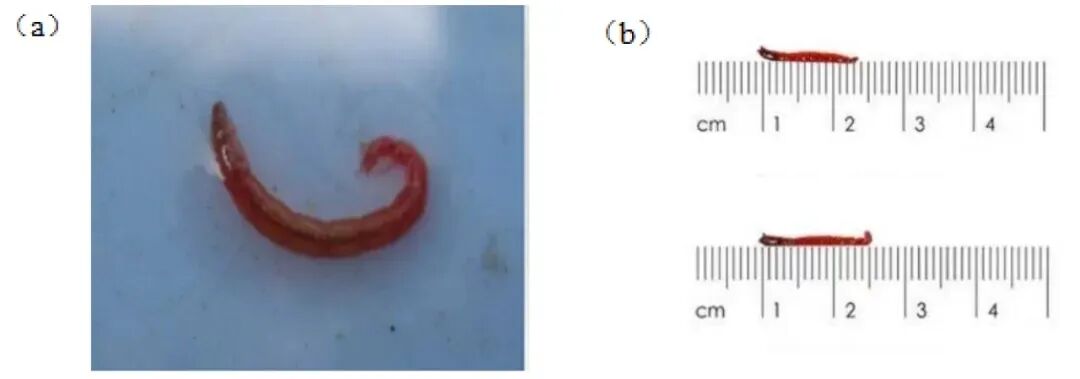 烧水壶里发现透明胶状物带黑点,是虫卵吗?摇蚊卵块科普(图4) 烧水壶里发现透明胶状物带黑点,是虫卵吗?摇蚊卵块科普(图4)