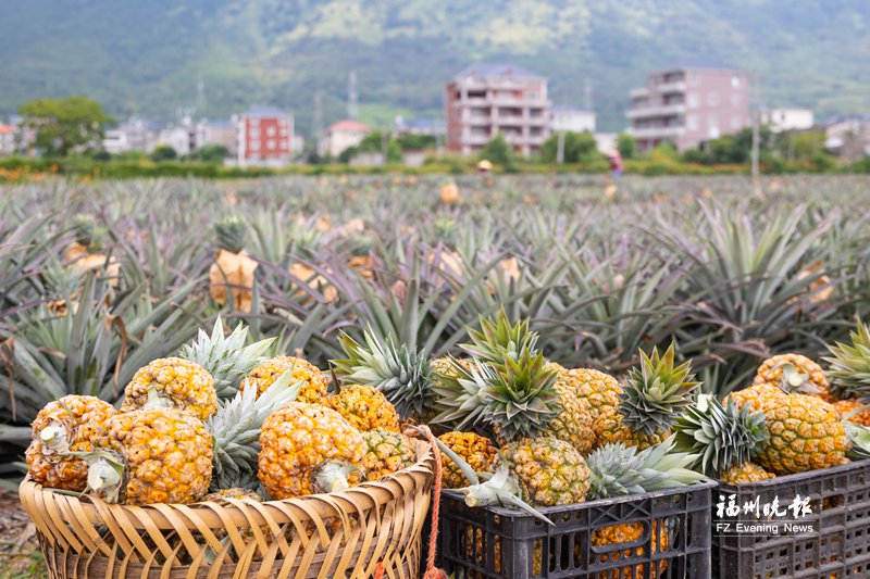 福清芒果凤梨丰收,香甜多汁甜度高达22度(图1) 福清芒果凤梨丰收,香甜多汁甜度高达22度(图1)