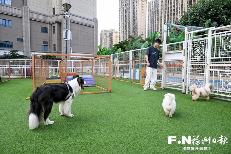 福州养犬新规实施两年,遛狗不拴绳终于有人管了(图1) 福州养犬新规实施两年,遛狗不拴绳终于有人管了(图1)
