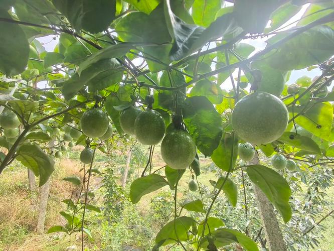 百香果种植户如何稳赚钱?武平产业链产销对接秘籍(图2) 百香果种植户如何稳赚钱?武平产业链产销对接秘籍(图2)