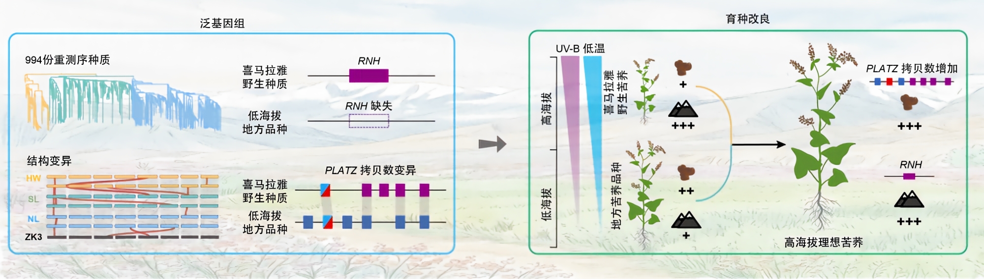 苦荞新突破:找回丢失基因,高原也能大粒高产(图1) 苦荞新突破:找回丢失基因,高原也能大粒高产(图1)
