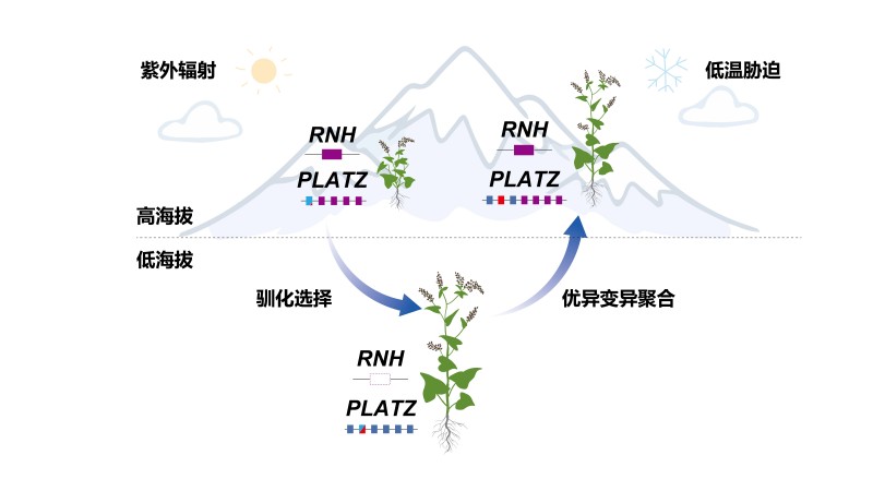 苦荞新突破:找回丢失基因,高原也能大粒高产(图3) 苦荞新突破:找回丢失基因,高原也能大粒高产(图3)