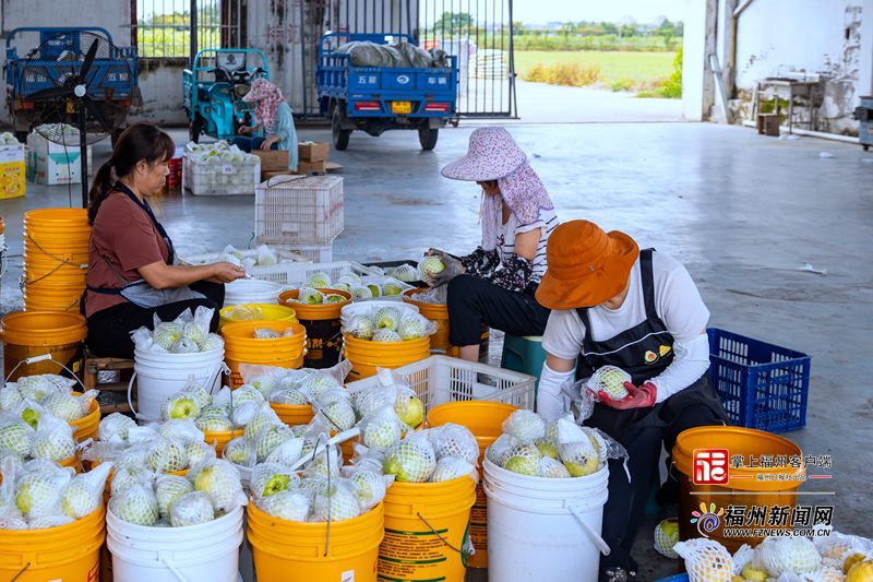 九月福州山海迎丰收 福清400亩台湾芭乐正集中采收(图4) 九月福州山海迎丰收 福清400亩台湾芭乐正集中采收(图4)