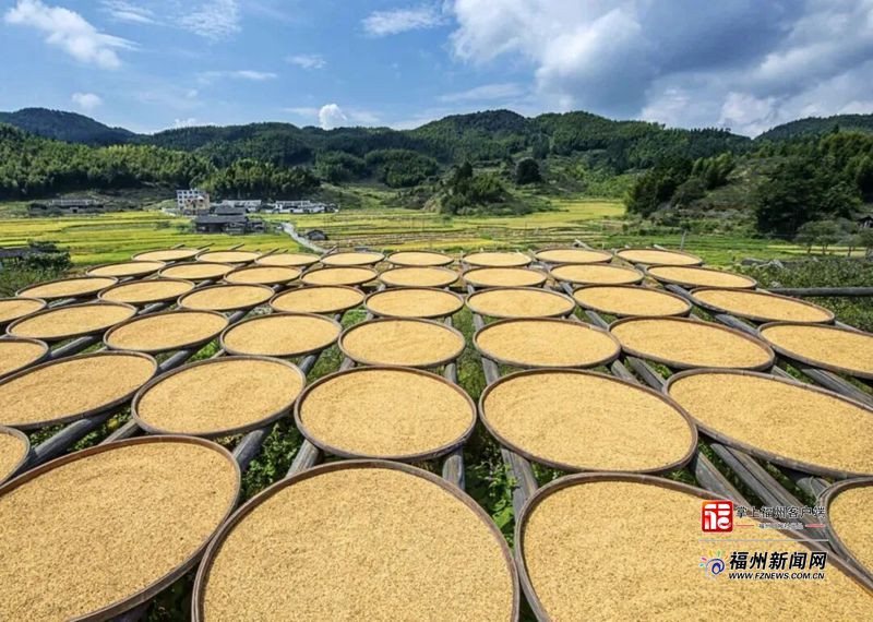 九月福州山海迎丰收 福清400亩台湾芭乐正集中采收(图9) 九月福州山海迎丰收 福清400亩台湾芭乐正集中采收(图9)