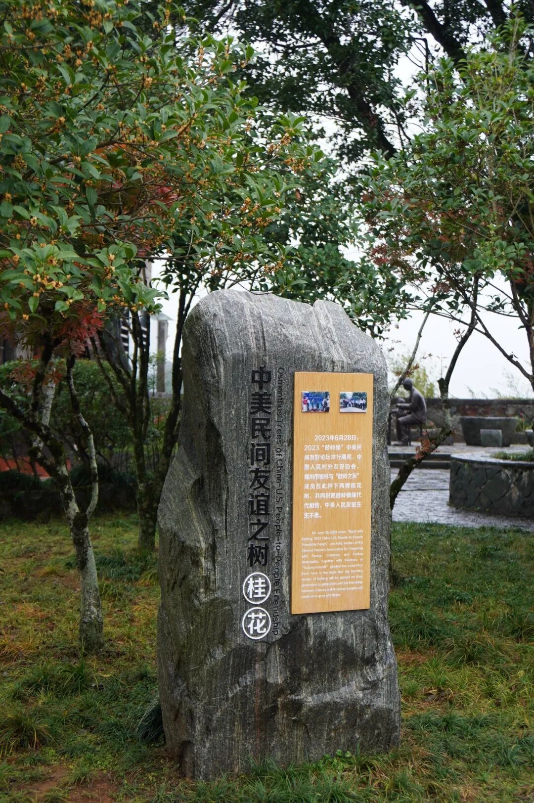 福州鼓岭桂花开了!2026最新赏桂时间地点攻略(图11) 福州鼓岭桂花开了!2026最新赏桂时间地点攻略(图11)
