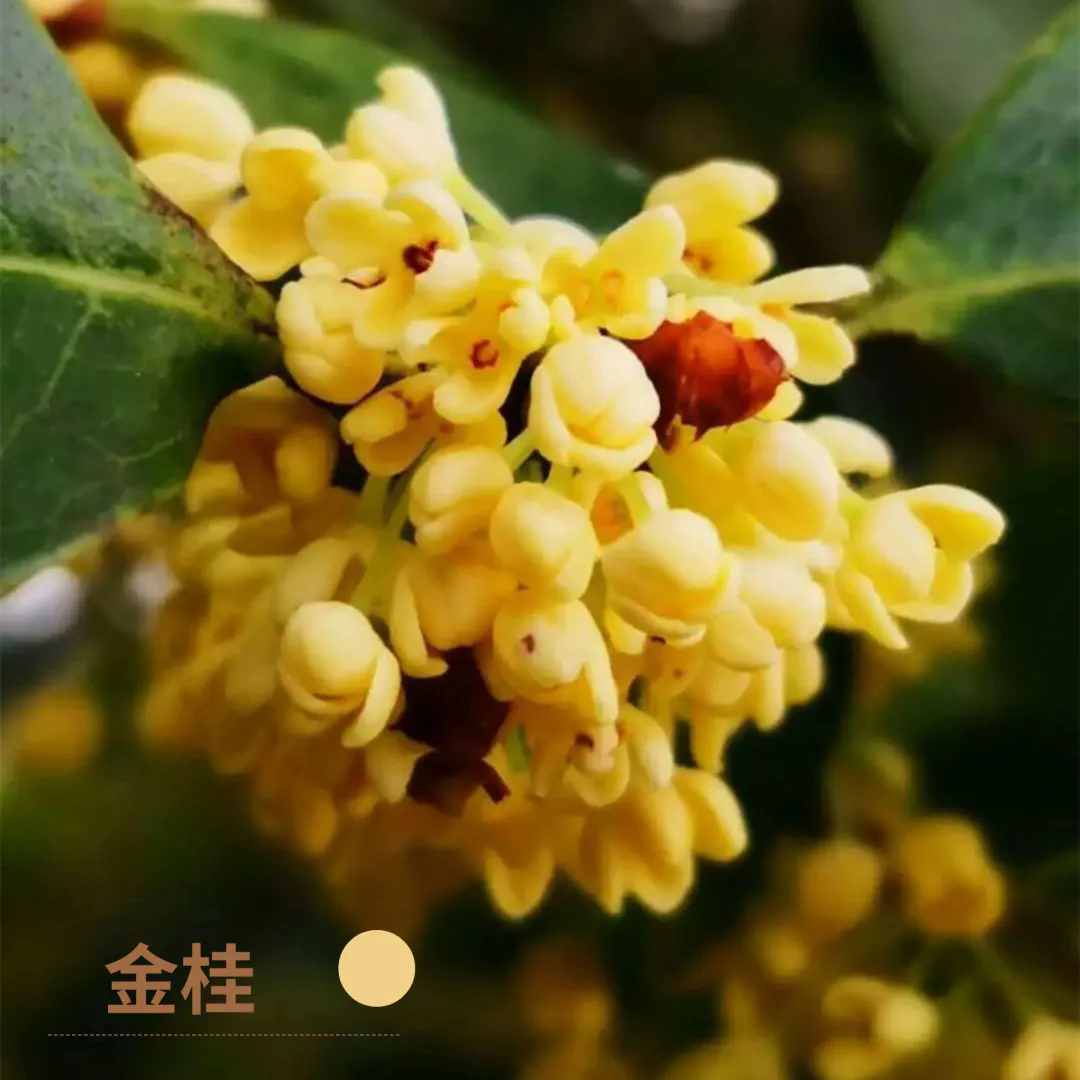 福州鼓岭桂花开了!2026最新赏桂时间地点攻略(图3) 福州鼓岭桂花开了!2026最新赏桂时间地点攻略(图3)
