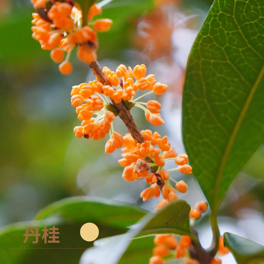 福州鼓岭桂花开了!2026最新赏桂时间地点攻略(图4) 福州鼓岭桂花开了!2026最新赏桂时间地点攻略(图4)