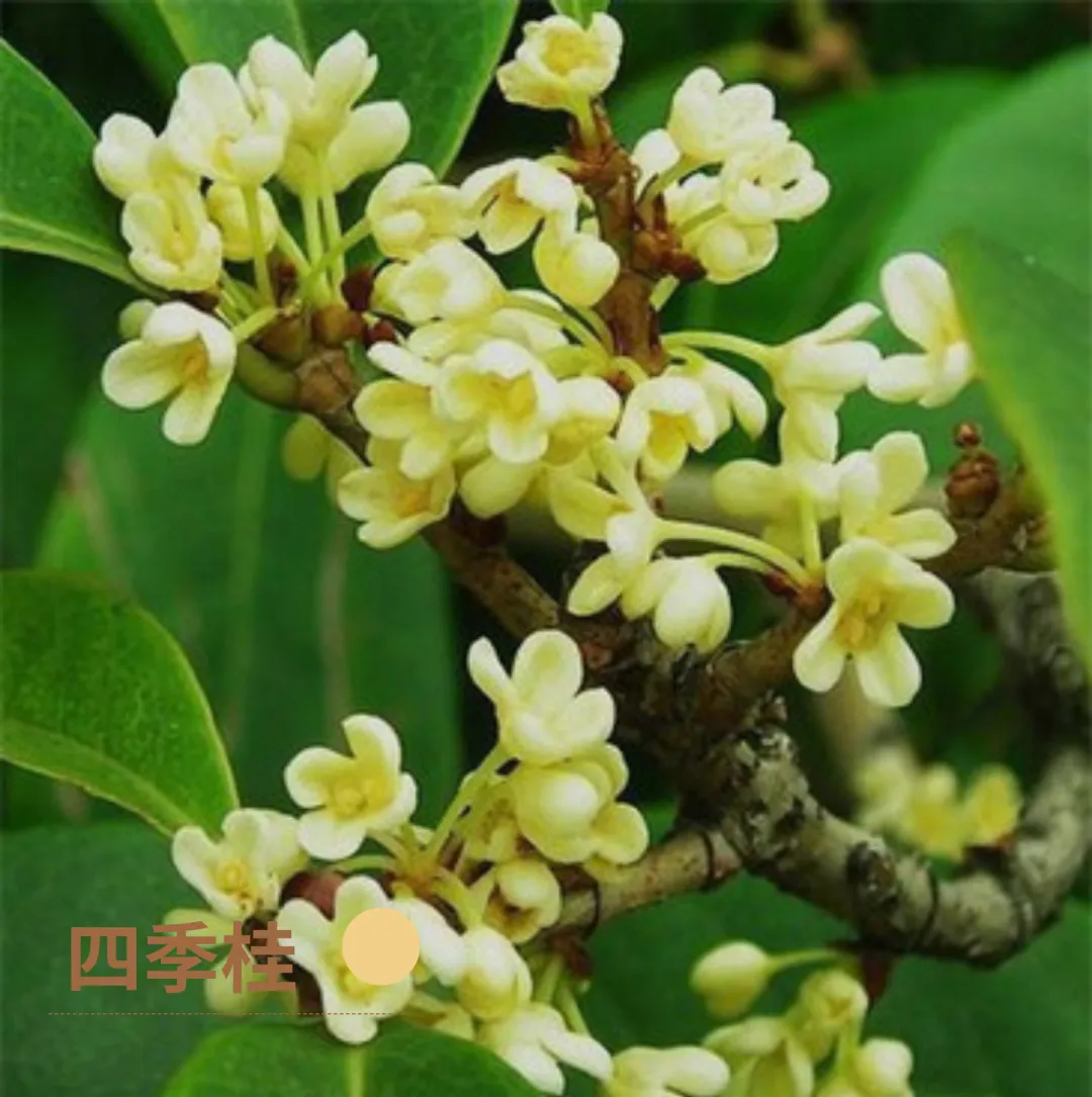 福州鼓岭桂花开了!2026最新赏桂时间地点攻略(图5) 福州鼓岭桂花开了!2026最新赏桂时间地点攻略(图5)