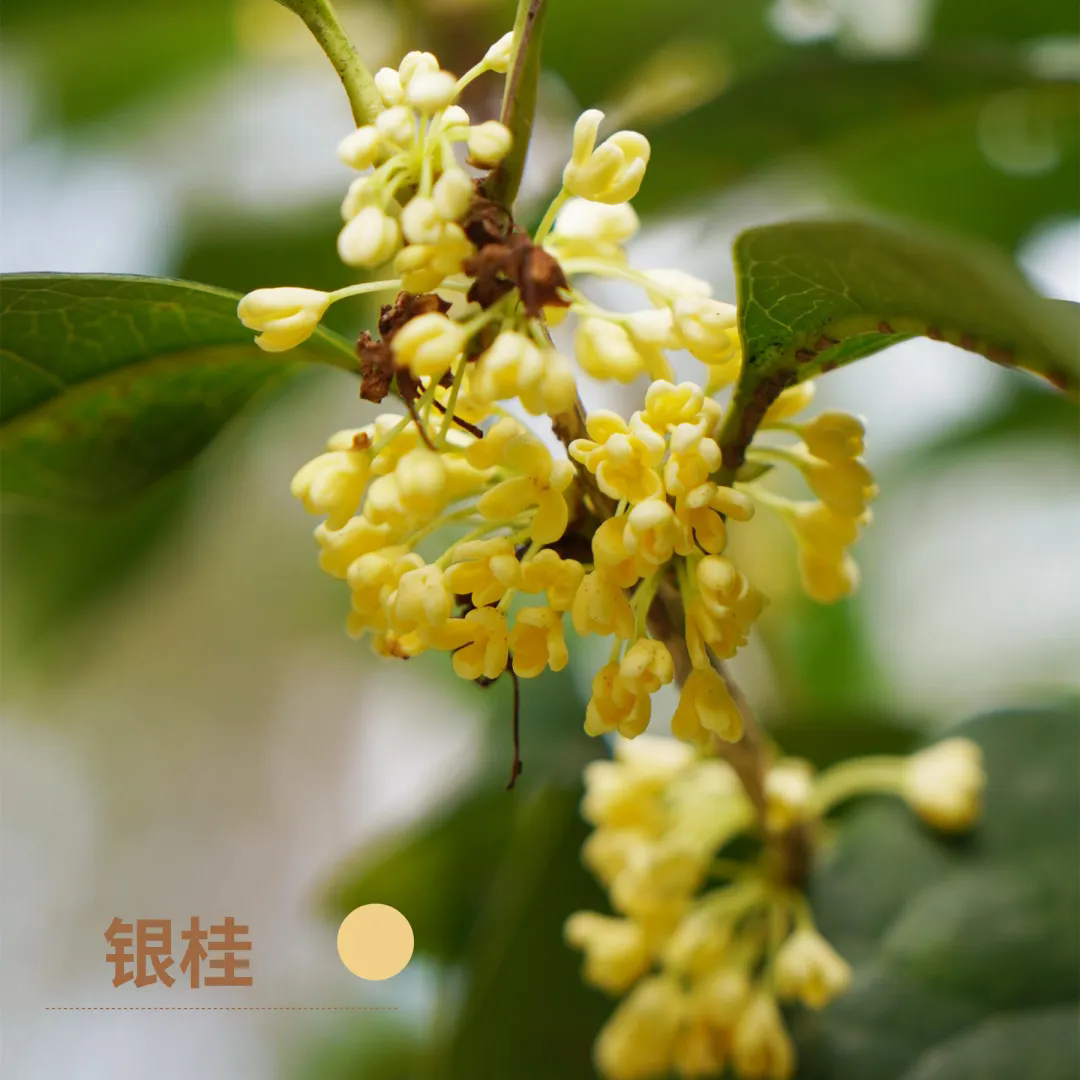 福州鼓岭桂花开了!2026最新赏桂时间地点攻略(图6) 福州鼓岭桂花开了!2026最新赏桂时间地点攻略(图6)