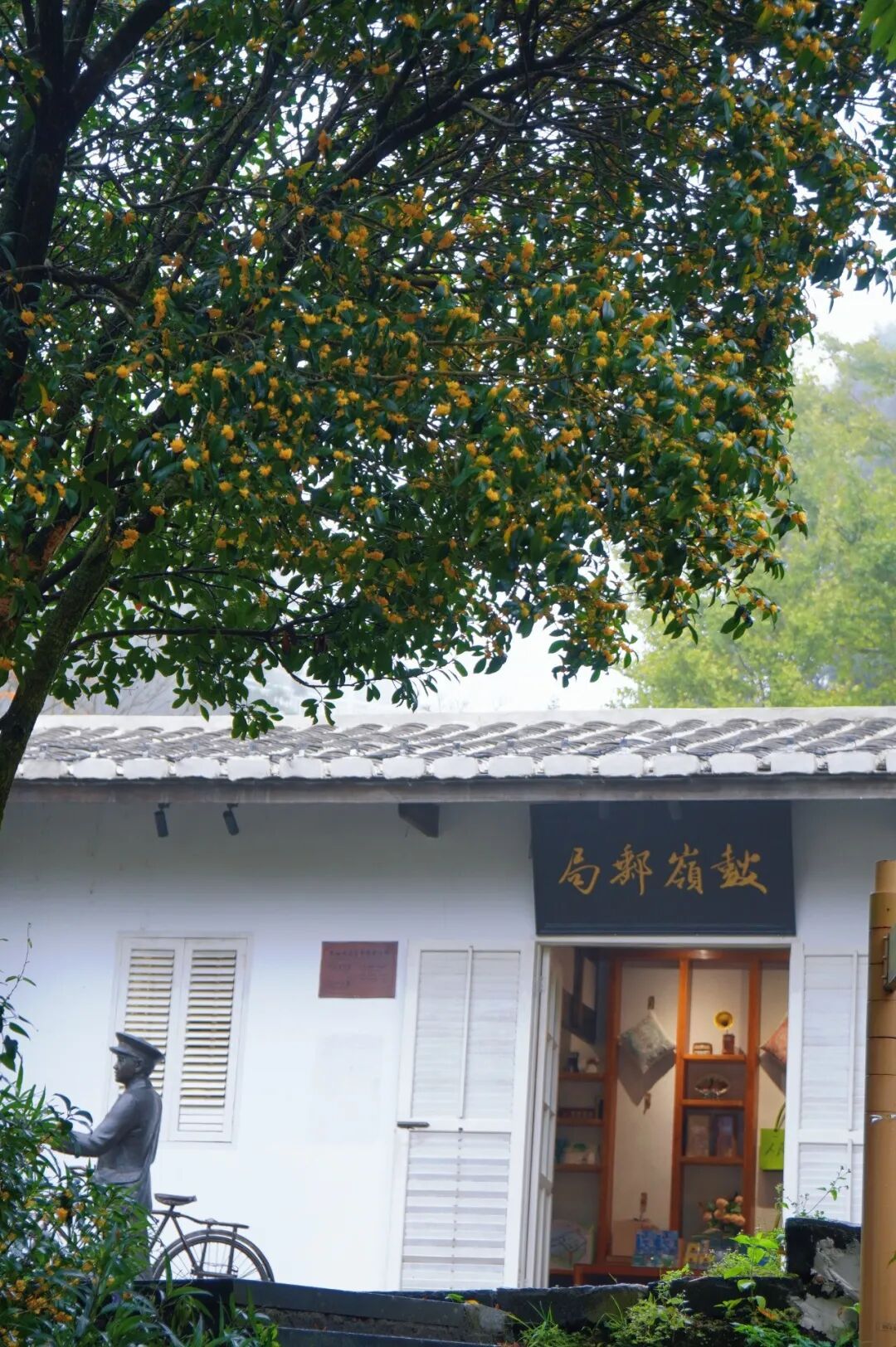 福州鼓岭桂花开了!2026最新赏桂时间地点攻略(图9) 福州鼓岭桂花开了!2026最新赏桂时间地点攻略(图9)