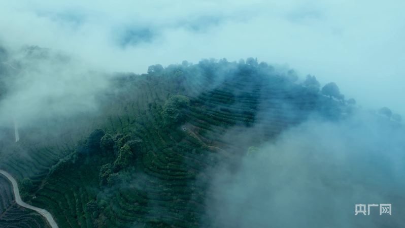 强农政策怎么落地?看高山茶地标转型,助土特产变国民潮品(图2) 强农政策怎么落地?看高山茶地标转型,助土特产变国民潮品(图2)