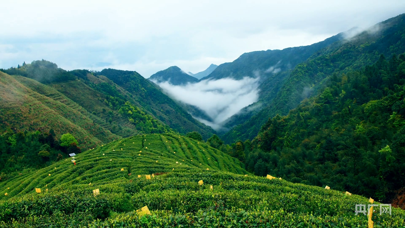 强农政策怎么落地?看高山茶地标转型,助土特产变国民潮品(图3) 强农政策怎么落地?看高山茶地标转型,助土特产变国民潮品(图3)
