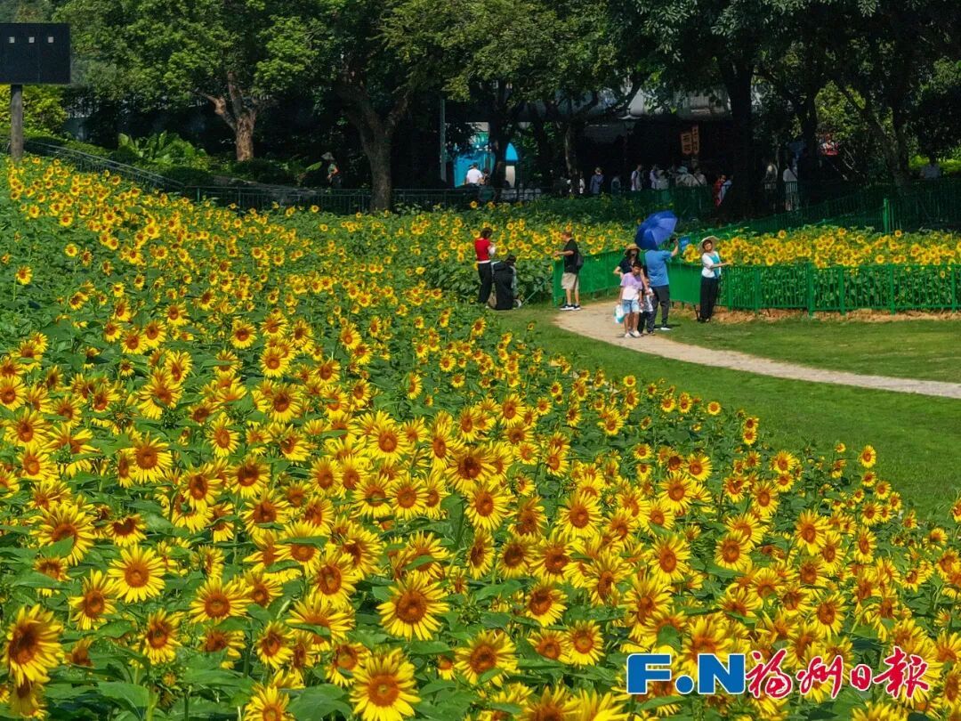 中秋福州去哪玩？西湖鼓岭赏花赏月，打卡非遗人气景点(图22)